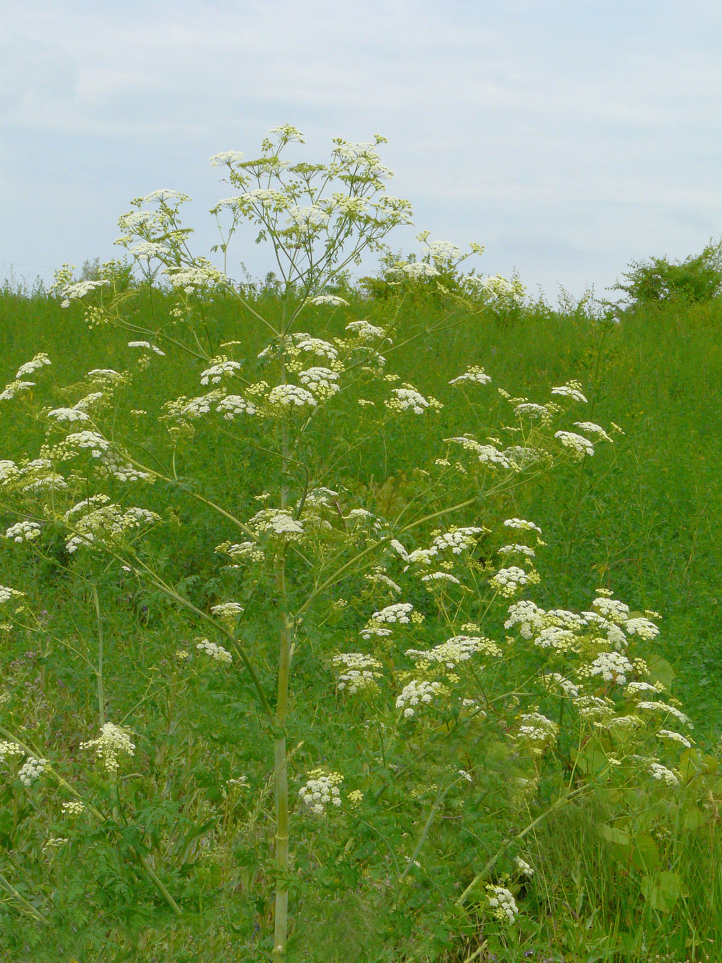 Изображение особи Conium maculatum.