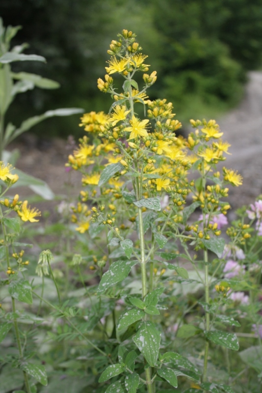 Image of Hypericum hirsutum specimen.
