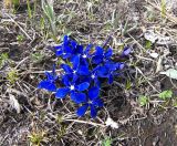 Gentiana angulosa