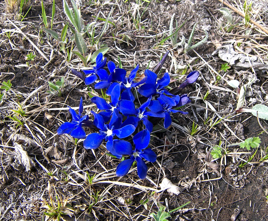 Image of Gentiana angulosa specimen.