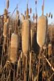 Typha tichomirovii