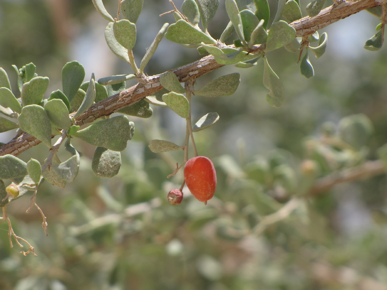 Image of Nitraria retusa specimen.