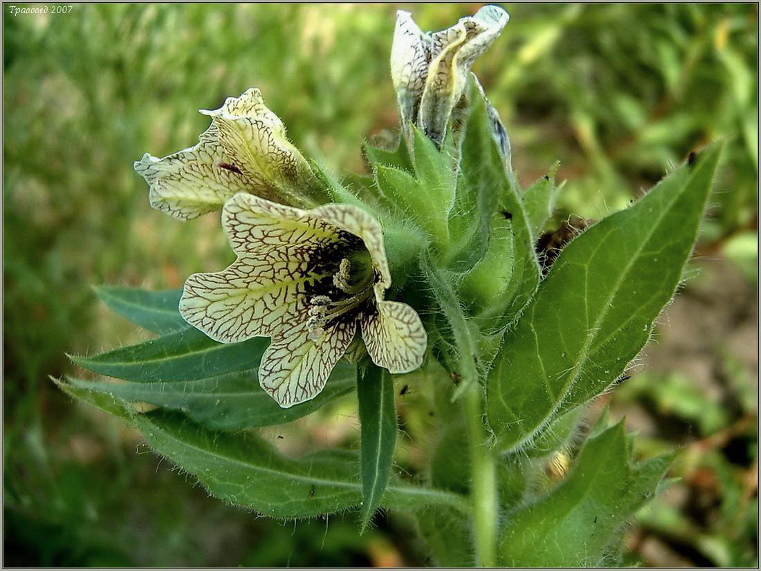 Изображение особи Hyoscyamus niger.