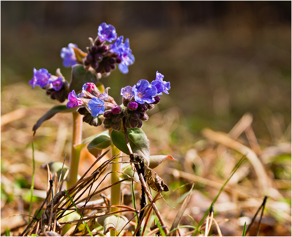 Изображение особи Pulmonaria mollis.