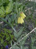 Fritillaria pallidiflora