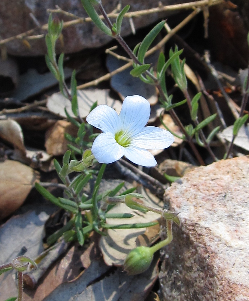 Изображение особи Arenaria intricata.