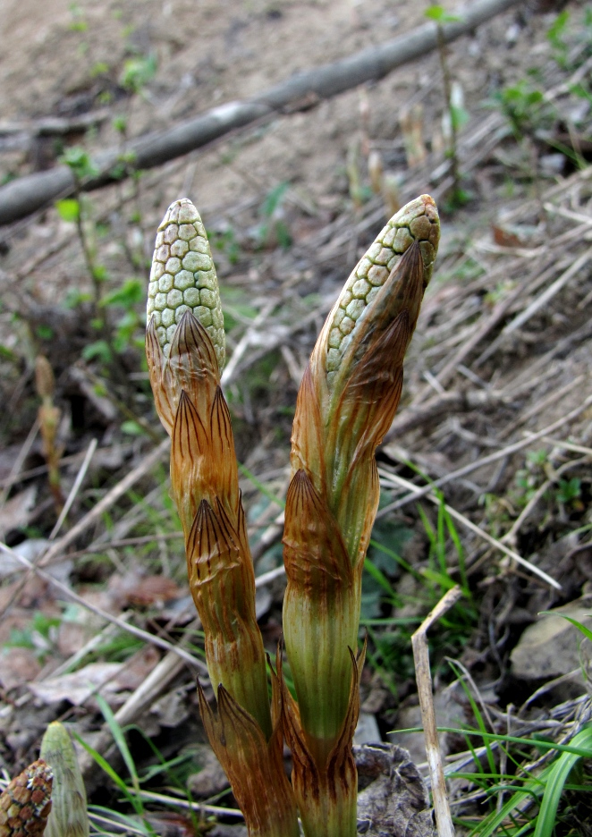 Изображение особи Equisetum sylvaticum.