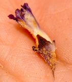 Orobanche cernua