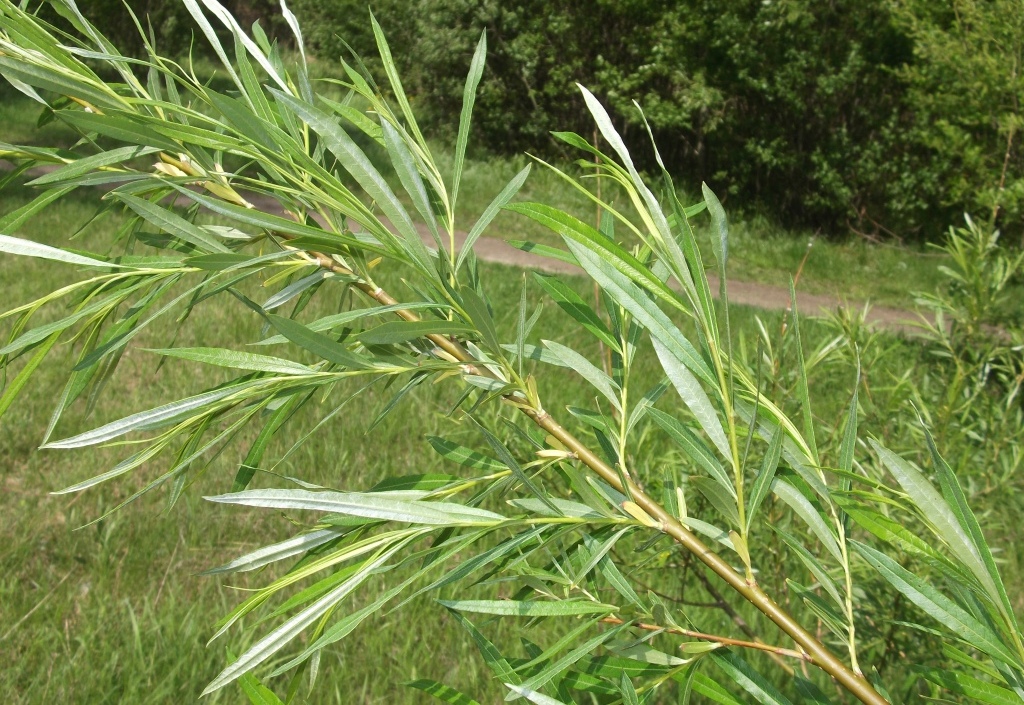 Image of Salix schwerinii specimen.