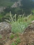 Artemisia caucasica. Растение с бутонами. Крым, гора Северная Демерджи. 2 июня 2012 г.