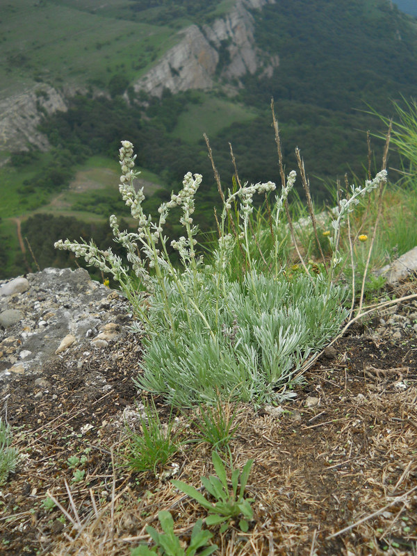 Image of Artemisia caucasica specimen.