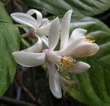 Image of taxon representative. Author is Николай Дегтярёв