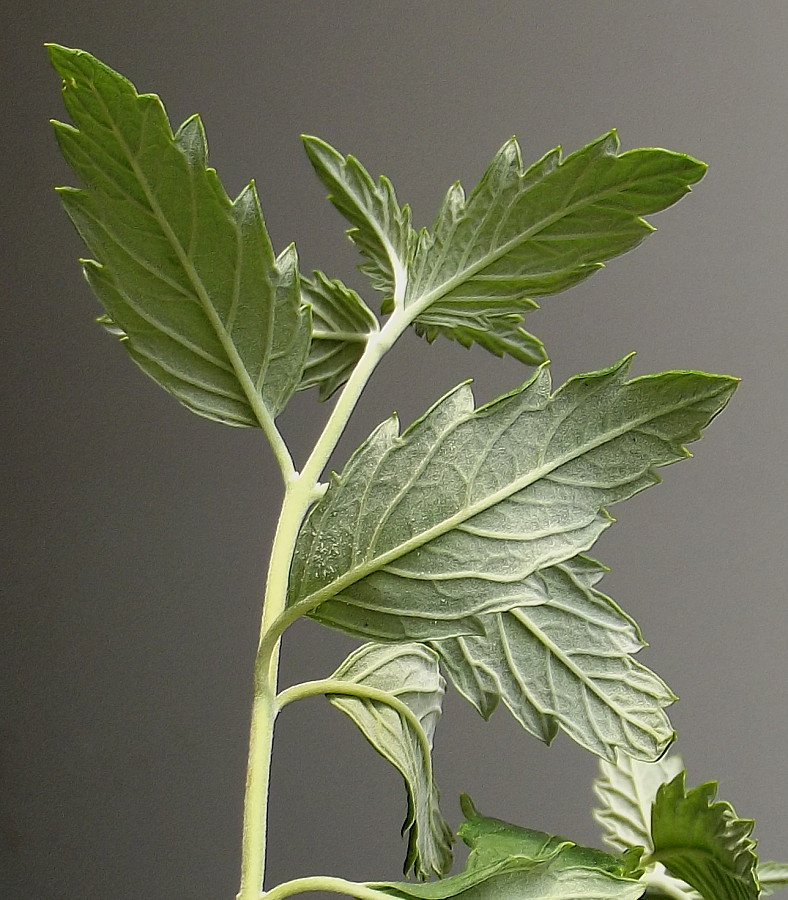 Image of Caryopteris × clandonensis specimen.
