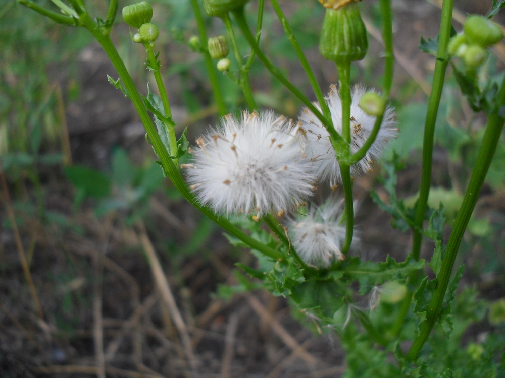 Image of Senecio vernalis specimen.