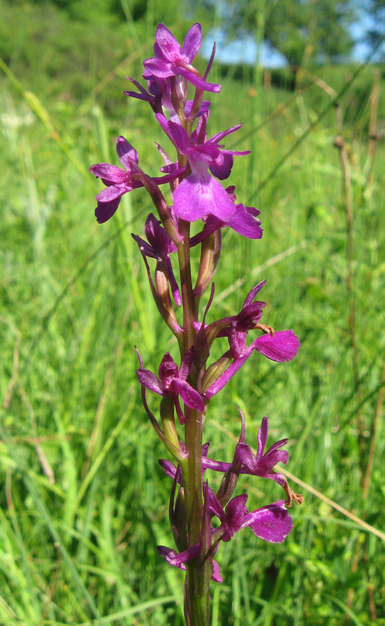 Image of Anacamptis laxiflora ssp. elegans specimen.