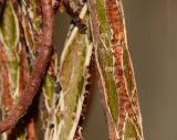 Ficus benghalensis