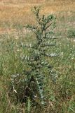 Cirsium serrulatum