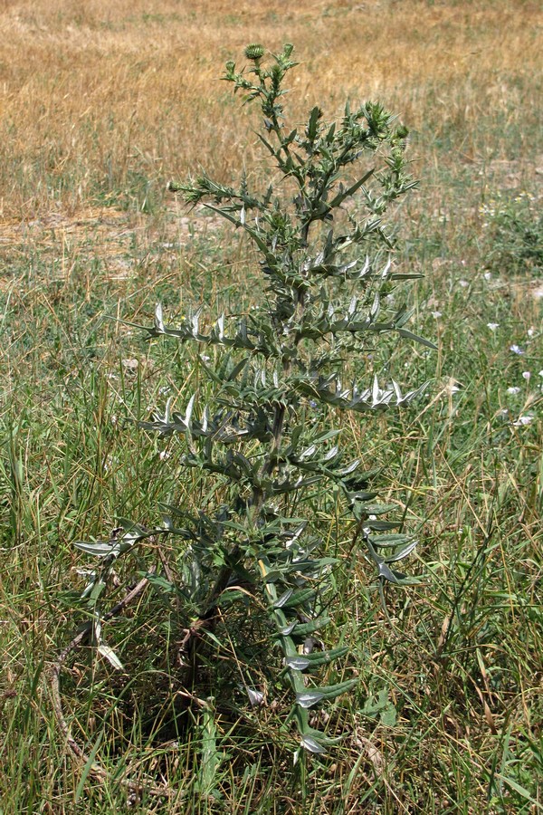 Изображение особи Cirsium serrulatum.