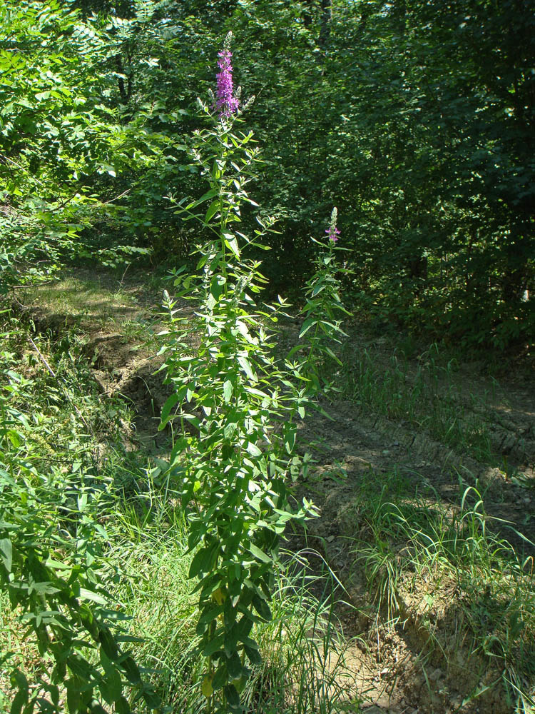 Image of Lythrum tomentosum specimen.