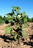 Gossypium peruvianum. Растение в начале плодоношения. Каракумы, Мервский оазис, в культуре. Июнь 2012 г.