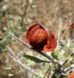 Amygdalus turcomanica. Зрелый плод. Копетдаг, Чули. Июнь 2012 г.