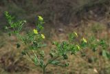 Potentilla supina. Верхушка побега с цветками и бутонами. Крым, Симферополь, западный берег Симферопольского водохранилища. 5 августа 2012 г.