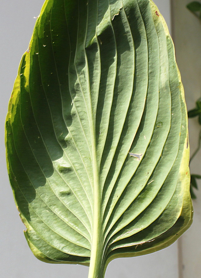 Image of Hosta fortunei specimen.