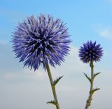 Echinops ruthenicus