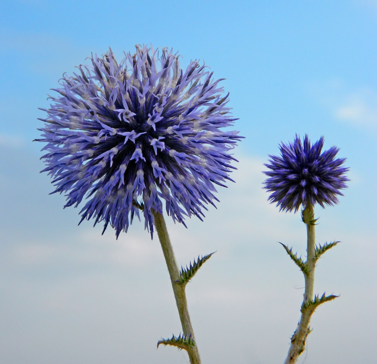 Изображение особи Echinops ruthenicus.