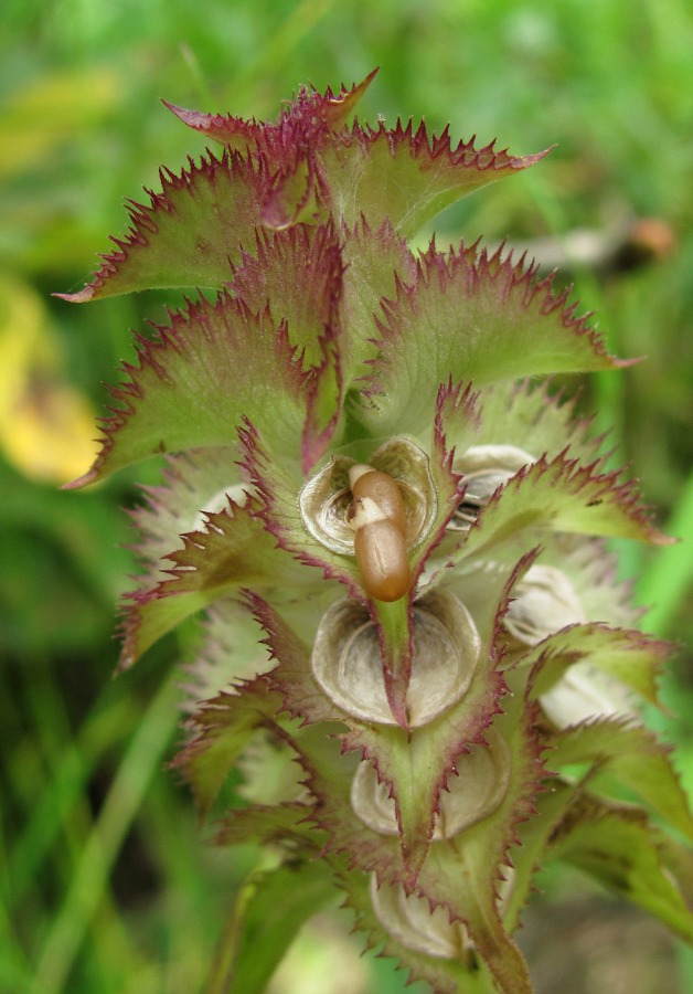 Image of Melampyrum cristatum specimen.