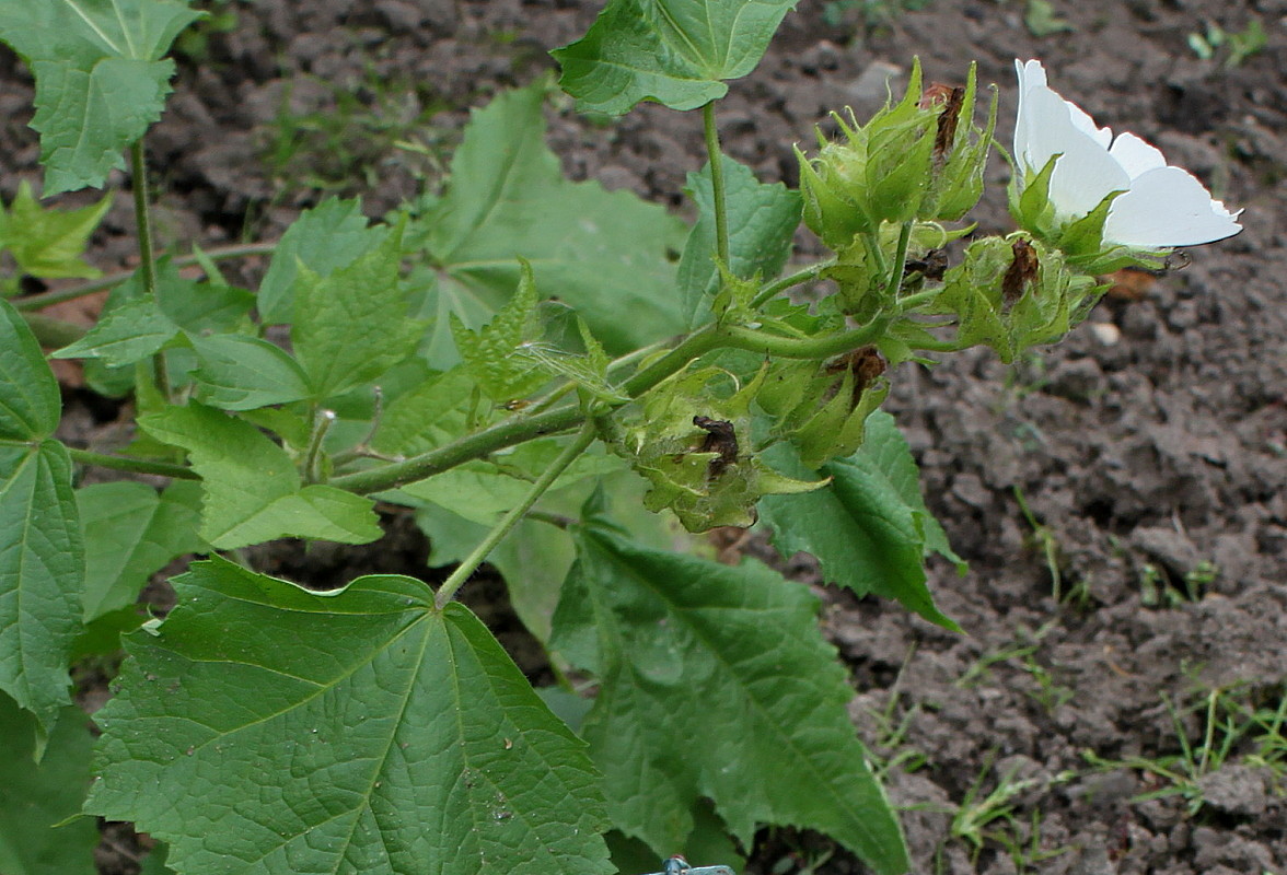 Image of Kitaibelia vitifolia specimen.