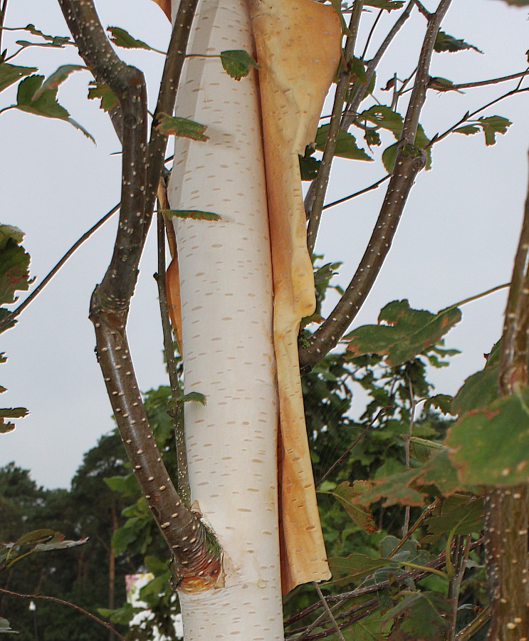 Image of Betula utilis var. jacquemontii specimen.