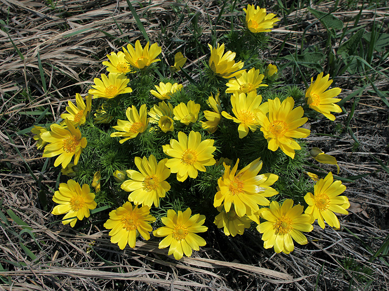 Изображение особи Adonis vernalis.