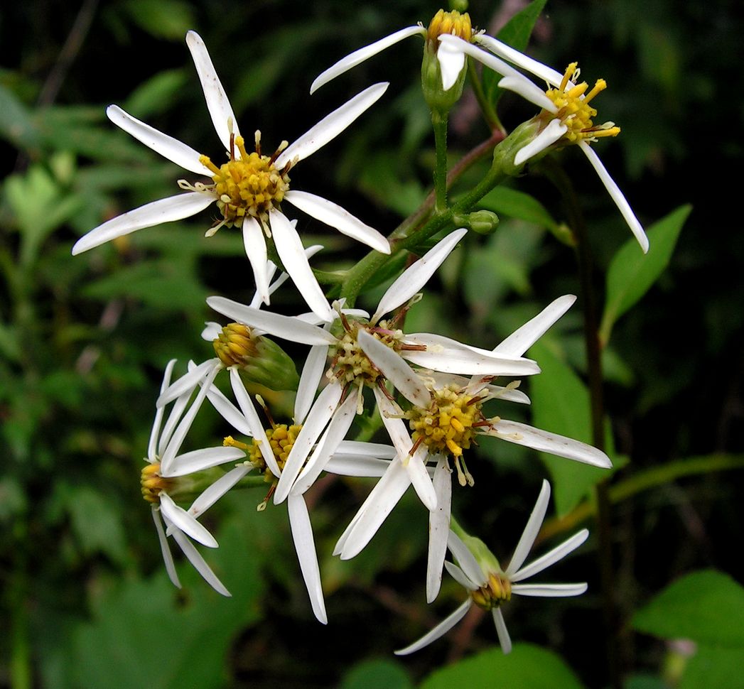 Image of Doellingeria scabra specimen.