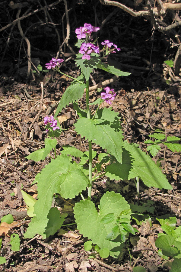 Изображение особи Lunaria annua.