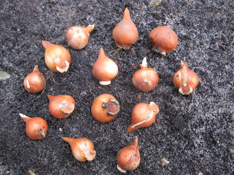 Image of Tulipa urumiensis specimen.