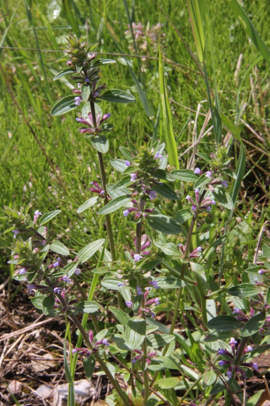 Изображение особи Dracocephalum thymiflorum.