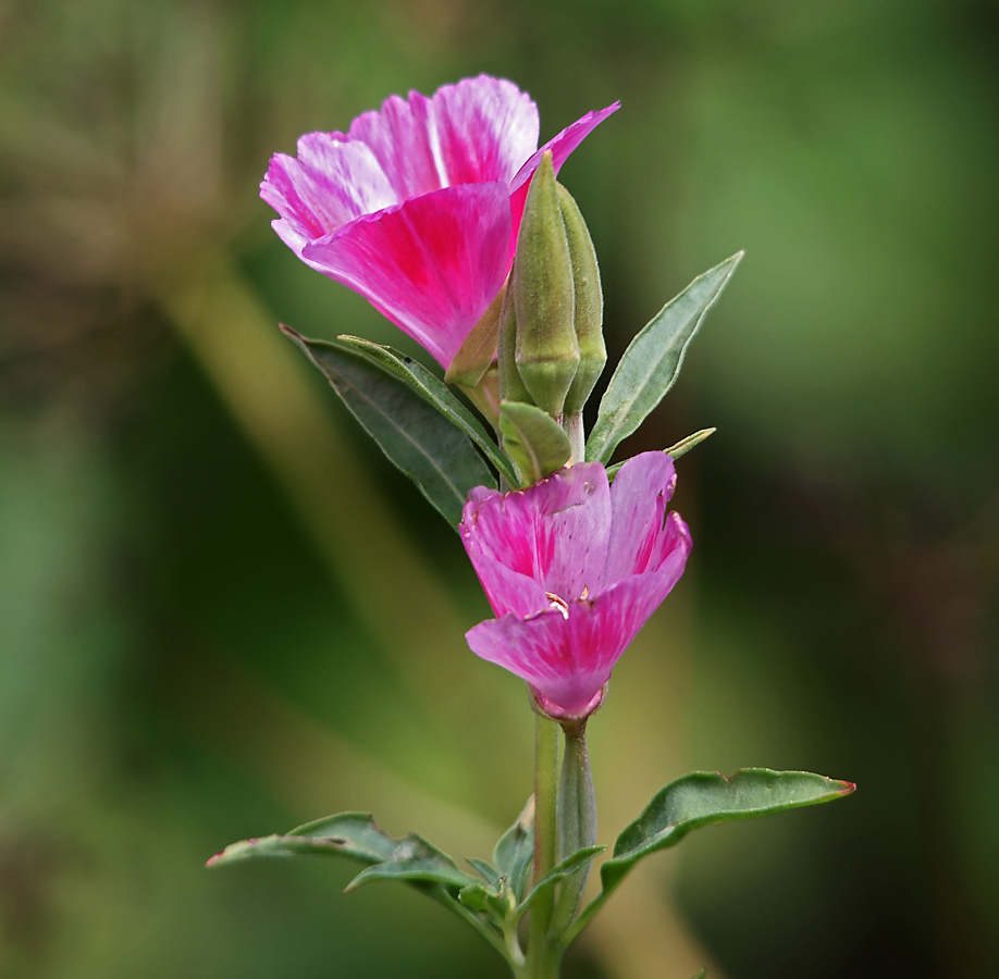 Изображение особи Clarkia amoena.
