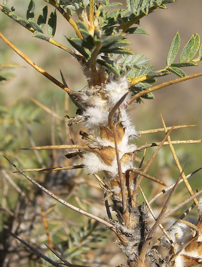 Изображение особи Astragalus caucasicus.