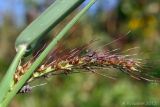 Echinochloa crus-galli