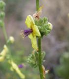 Verbascum tripolitanum. Цветок. Israel, Mount Carmel. 16.05.2008.