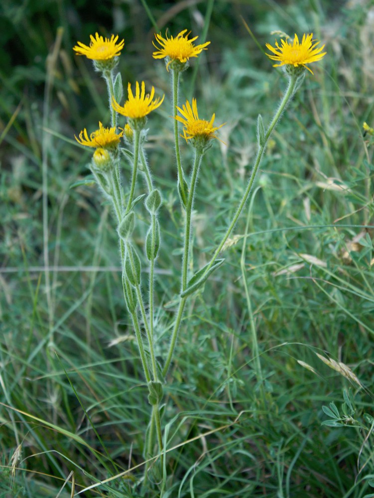 Изображение особи Inula oculus-christi.