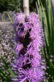 Liatris spicata