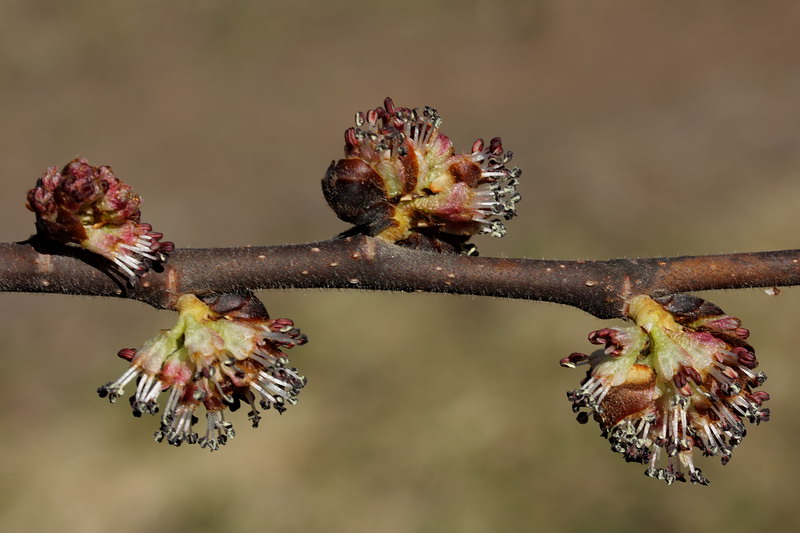 Image of Ulmus glabra specimen.