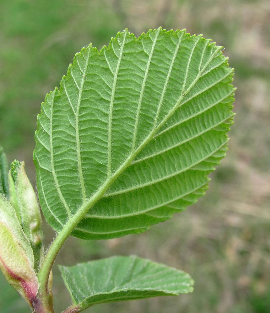 Image of Alnus &times; pubescens specimen.