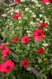 Linum grandiflorum