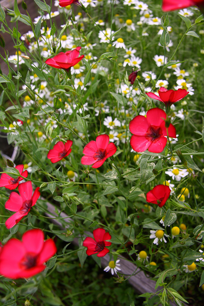 Image of Linum grandiflorum specimen.