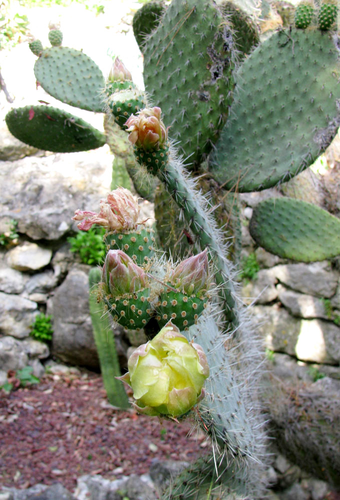 Изображение особи Opuntia leucotricha.