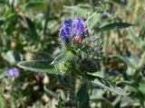 Echium vulgare. Верхушка побега с соцветием. Испания, автономное сообщество Кастилия и Леон, провинция Бургос, комарка Альфос-де-Бургос, окрестности г. Бургос, возле зарослей кустарников. 18.07.2012.