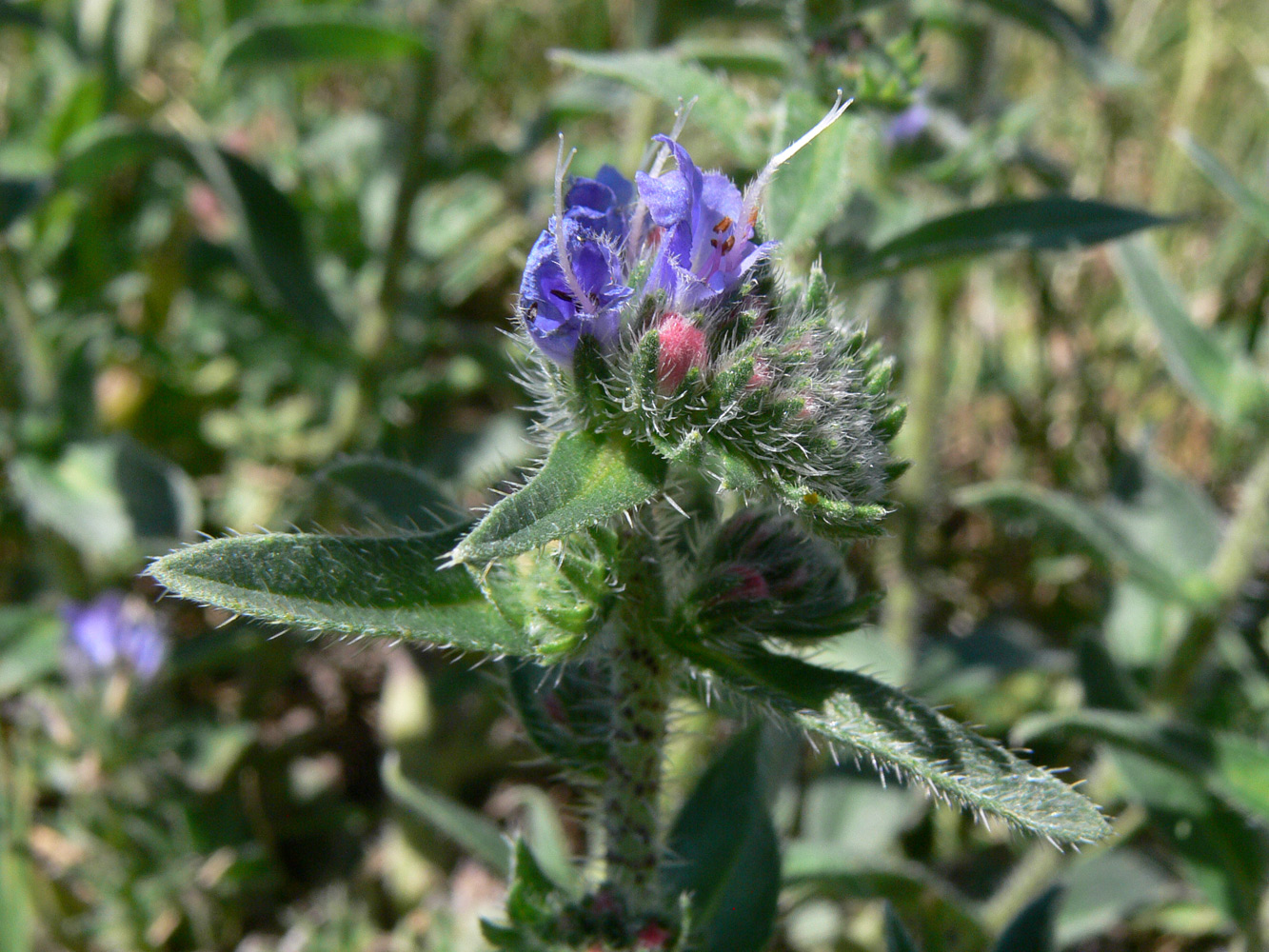 Изображение особи Echium vulgare.